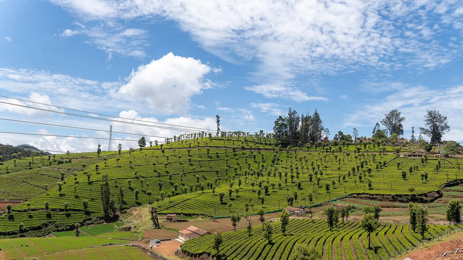 Tea estates on the Nilgiri hills near Ooty under a blue sky